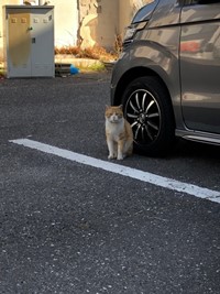 neko097